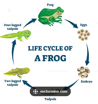 life cycle of a frog - St James' Primary School, Wetherby